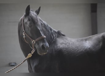 PRE Mix, Hengst, 11 Jaar, 162 cm, Zwart