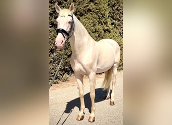 PRE Mix, Hengst, 11 Jaar, 165 cm, Pearl