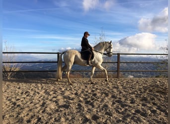 PRE, Hengst, 11 Jaar, 168 cm, Schimmel