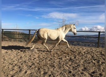 PRE, Hengst, 11 Jaar, 168 cm, Schimmel