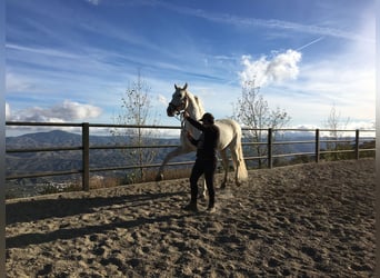 PRE, Hengst, 11 Jaar, 168 cm, Schimmel