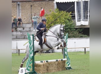 PRE, Hengst, 11 Jaar, 168 cm, Schimmel