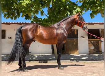 PRE, Hengst, 11 Jaar, 171 cm, Bruin