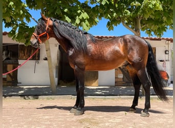 PRE, Hengst, 11 Jaar, 171 cm, Bruin