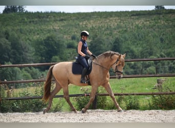 PRE Mix, Hengst, 11 Jaar, 171 cm, Pearl