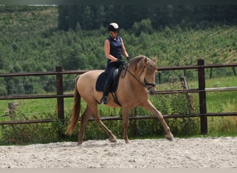 PRE Mix, Hengst, 11 Jaar, 171 cm, Pearl