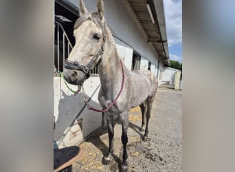 PRE Mix, Hengst, 11 Jahre, 160 cm, Fliegenschimmel