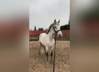 PRE Mix, Hengst, 11 Jahre, 160 cm, Fliegenschimmel