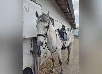 PRE Mix, Hengst, 11 Jahre, 160 cm, Fliegenschimmel
