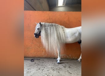 PRE, Hengst, 11 Jahre, 160 cm, Schimmel