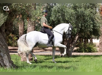 PRE, Hengst, 11 Jahre, 161 cm, Schimmel