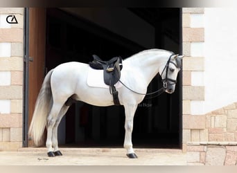 PRE, Hengst, 11 Jahre, 161 cm, Schimmel