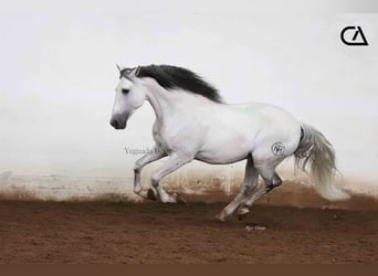 PRE, Hengst, 11 Jahre, 161 cm, Schimmel