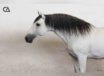 PRE, Hengst, 11 Jahre, 161 cm, Schimmel