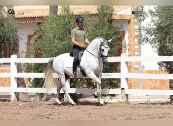 PRE, Hengst, 11 Jahre, 161 cm, Schimmel