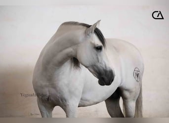 PRE, Hengst, 11 Jahre, 161 cm, Schimmel