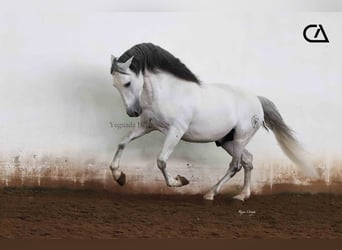 PRE, Hengst, 11 Jahre, 161 cm, Schimmel