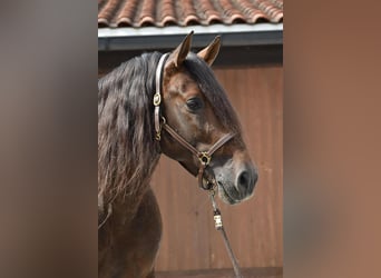 PRE Mix, Hengst, 11 Jahre, 163 cm, Brauner