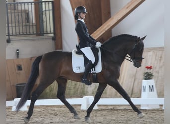 PRE Mix, Hengst, 11 Jahre, 163 cm, Brauner