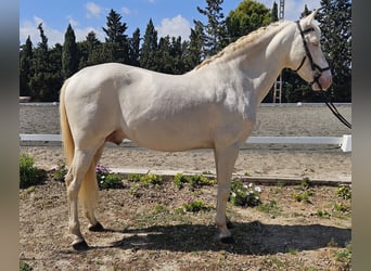 PRE, Hengst, 11 Jahre, 163 cm, Perlino