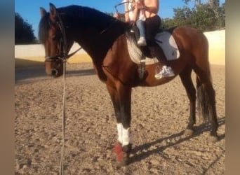 PRE Mix, Hengst, 11 Jahre, 163 cm, Rotbrauner