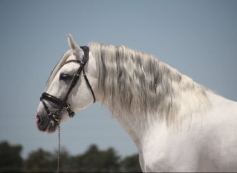 PRE Mix, Hengst, 11 Jahre, 164 cm, Schimmel