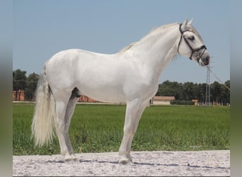 PRE Mix, Hengst, 11 Jahre, 164 cm, Schimmel