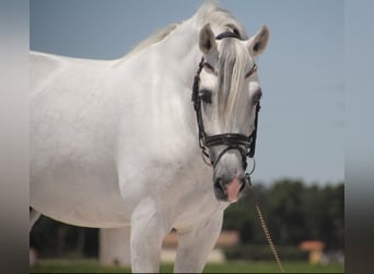 PRE Mix, Hengst, 11 Jahre, 164 cm, Schimmel
