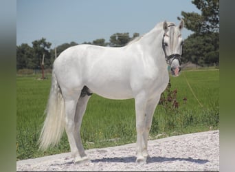 PRE Mix, Hengst, 11 Jahre, 164 cm, Schimmel