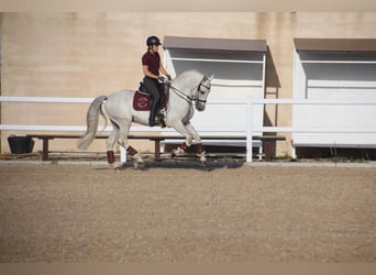 PRE Mix, Hengst, 11 Jahre, 164 cm, Schimmel