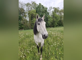 PRE, Hengst, 11 Jahre, 164 cm, Schimmel