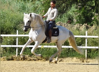 PRE, Hengst, 11 Jahre, 166 cm, Schimmel