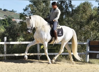 PRE, Hengst, 11 Jahre, 166 cm, Schimmel