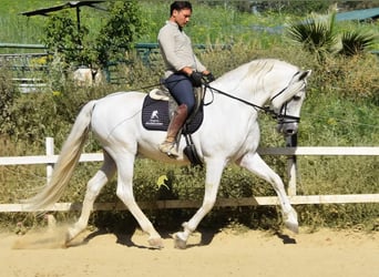 PRE, Hengst, 11 Jahre, 166 cm, Schimmel