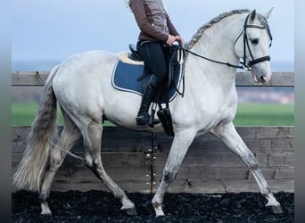PRE, Hengst, 11 Jahre, 166 cm, Schimmel