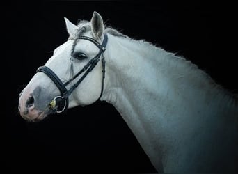 PRE, Hengst, 11 Jahre, 166 cm, Schimmel