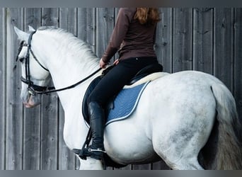 PRE, Hengst, 11 Jahre, 166 cm, Schimmel