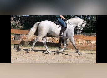 PRE, Hengst, 11 Jahre, 168 cm, Schimmel