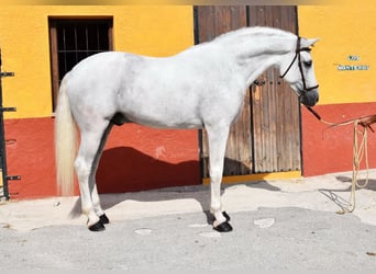 PRE, Hengst, 11 Jahre, 168 cm, Schimmel