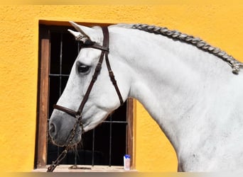 PRE, Hengst, 11 Jahre, 168 cm, Schimmel