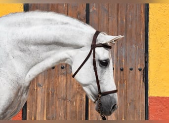 PRE, Hengst, 11 Jahre, 168 cm, Schimmel