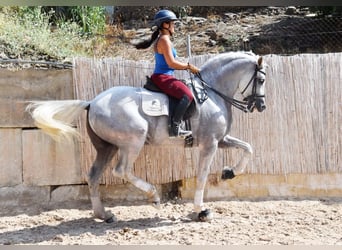 PRE, Hengst, 11 Jahre, 168 cm, Schimmel