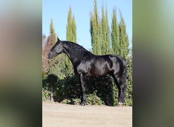 PRE Mix, Hengst, 11 Jahre, 170 cm, Rappe