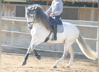 PRE Mix, Hengst, 11 Jahre, 170 cm, Schimmel