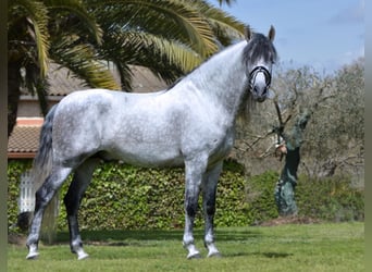 PRE Mix, Hengst, 11 Jahre, 170 cm, Schimmel