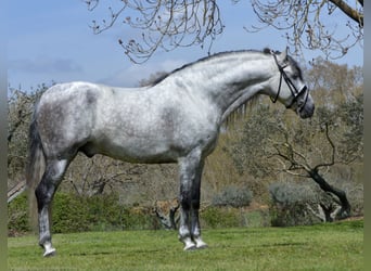 PRE Mix, Hengst, 11 Jahre, 170 cm, Schimmel