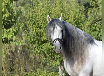 PRE Mix, Hengst, 11 Jahre, 170 cm, Schimmel