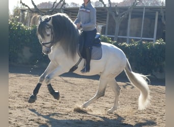 PRE Mix, Hengst, 11 Jahre, 170 cm, Schimmel