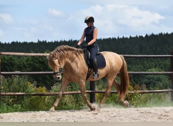 PRE Mix, Hengst, 11 Jahre, 171 cm, Pearl