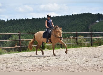 PRE Mix, Hengst, 11 Jahre, 171 cm, Pearl